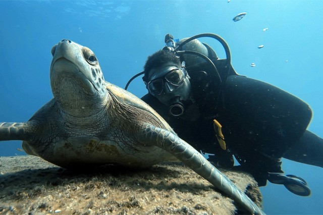 NADO CON TORTUGAS