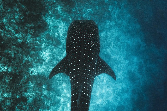 TIBURÓN BALLENA